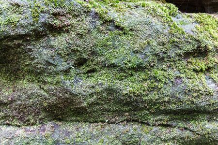 Detail of a mossy natural stone in the Elbe Sandstone Mountainsの写真素材