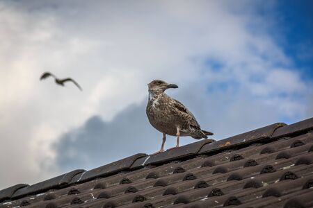 Young herring gull sits on a roofの写真素材