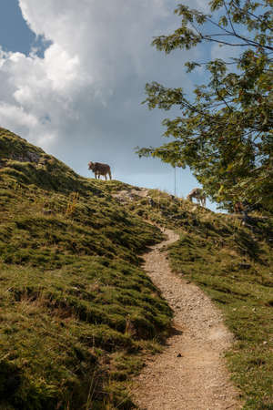 Hiking trail on the Steineberg on the Nagelfluhkette in the AllgÃ¤u Alpsの写真素材