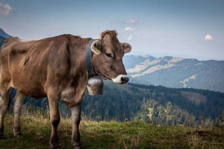 Cow on the Steineberg on the Nagelfluhkette in the AllgÃ¤u Alpsのeditorial素材