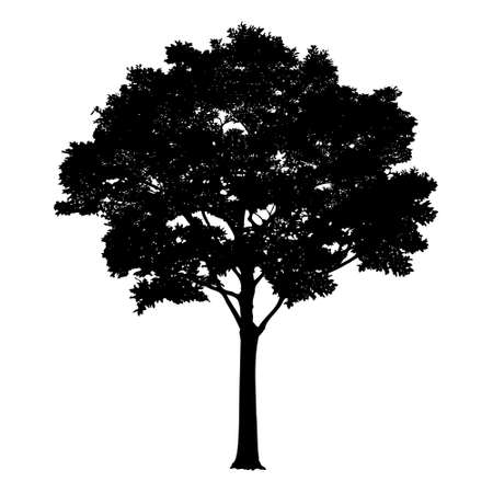 Vector tree silhouette isolated on white background. Realisticのイラスト素材