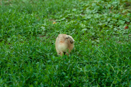 little kid chick standing on green grass backgroundの写真素材