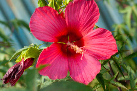 Bright pink large flower of purple hibiscus Hibiscus rose sinensis on green leaves natural background. Karkade tropical garden. Hibiscus hawaiian plant growth in rainforest jungle foliage sunlightの写真素材