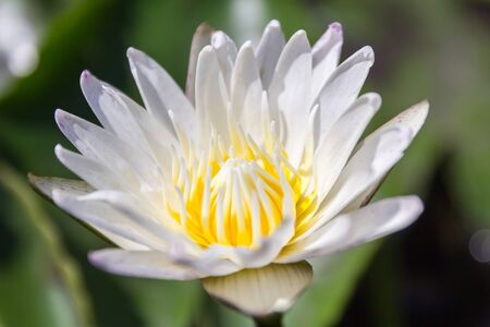 white water lilly or white lotus soft focusの写真素材