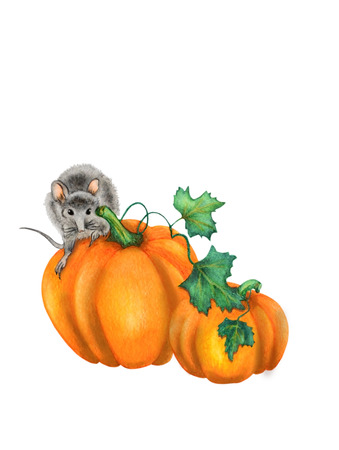 Watercolor with a cute mouse dormouse, which sits on a pumpkin. Illustration executed in chinese style, isolated on white background.の写真素材