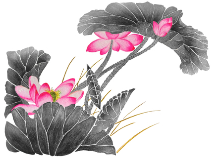 On the watercolors are beautiful flowering pink lotuses. Illustration executed in traditional chinese style, isolated on white background.の写真素材
