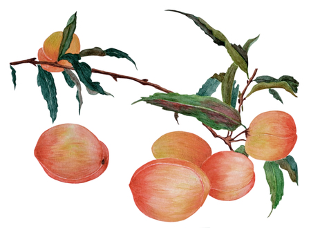 Watercolor with a branch of ripe beautiful peaches. Illustration executed in traditional chinese style, isolated on white background.の写真素材