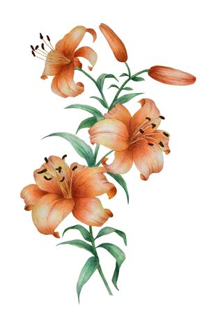 Watercolor in traditional Chinese style with the branch of flowering orange lily. Can be used as romantic background for wedding invitations, greeting postcards, prints, textile design, packaging designの写真素材
