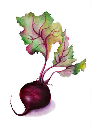 Hand drawn watercolor illustration of a single beetroot with leaves isolated on white backgroundの写真素材