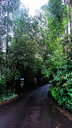 Tropical rainforest in Doi Inthanon National Park, Thailand