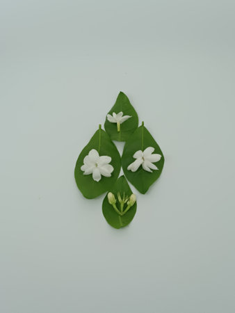 Jasmine flower on white background. (Scientific name Jasmine jasminum)