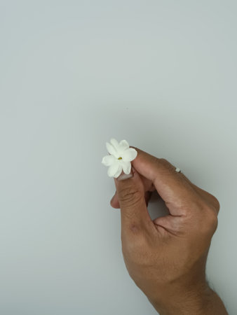 Hand holding white flower on white background with copy space, soft focus.の写真素材