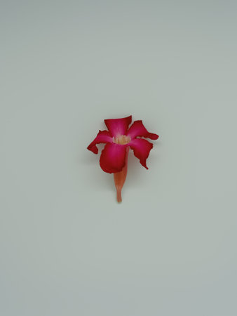 Pink flower on a white background. Flat lay, top view.の写真素材