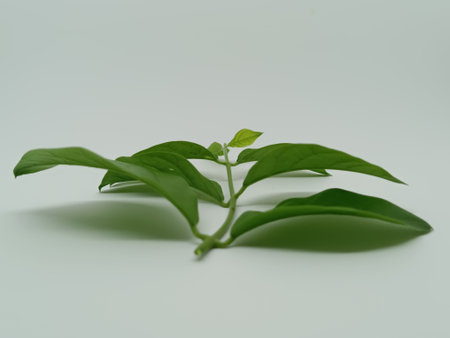 Fresh basil leaves isolated on white background with copy space for text.の写真素材