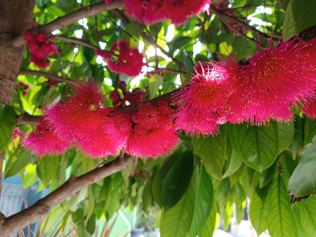 Red flowers of Callistemon citrinus, commonly known as the bottlebrush tree.の写真素材