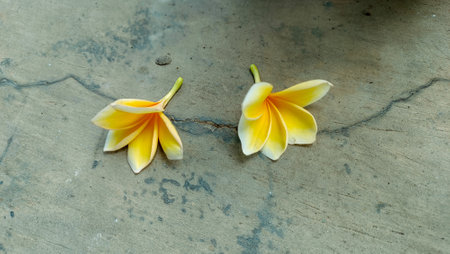 frangipani or plumeria flower on cement floor background.