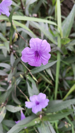 Purple flower in the garden, Thailand. (Ruellia tuberosa)