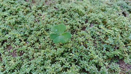 Green leaves of a clover growing on the ground in spring.