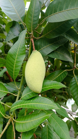 Mango fruit on the tree in the garden,Thailand.