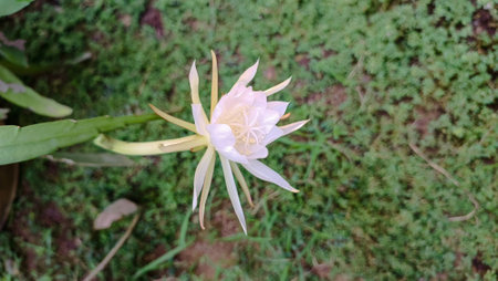 Dragon fruit flower blooming in the garden,Cactus flower.の写真素材