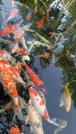 Koi fish in the pond, Koh Samui, Thailand.の写真素材