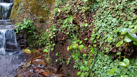 Waterfall in the forest with moss and ferns on the rocks