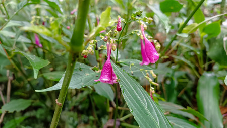 Purple flower in the garden with green leaves background, Thailand.