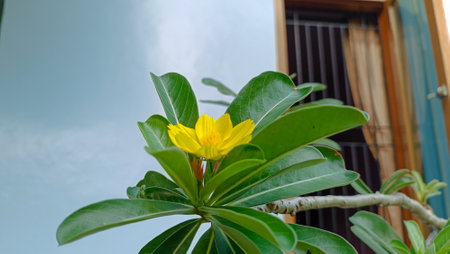 Yellow flower on the tree with green leaves and blue sky background.の写真素材