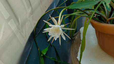 Flower of the cactus in a pot on the windowsillの写真素材