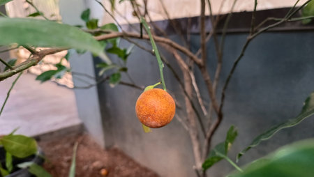 Orange fruit hanging on the tree in the garden. Selective focus.