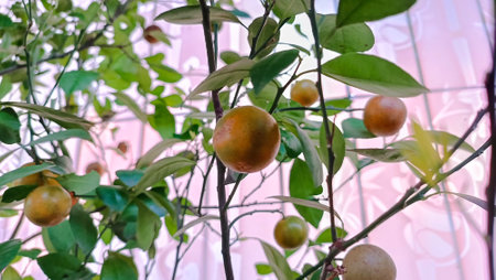 Ripe tangerines on the branches of a tree in the gardenの写真素材
