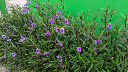 Purple flowers of Ruellia tuberosa on green background.の写真素材