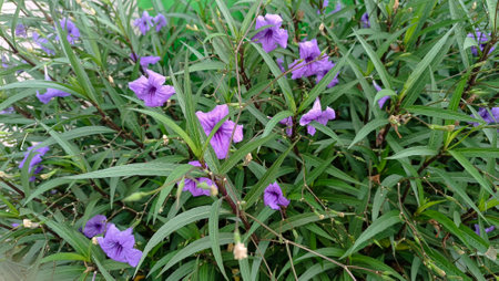 Purple flower of Ruellia tuberosa in the garden.の写真素材