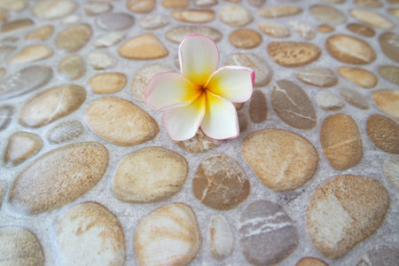 Frangipani flower on the stone floor,soft focus.の写真素材