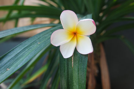 Frangipani flower in the garden (Plumeria)の写真素材