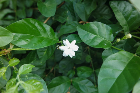 White jasmine flower in nature garden. (Scientific name Jasmine jasmine)