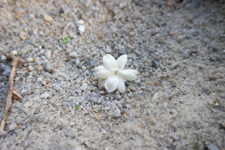 white jasmine flower on the sand in the garden, Thailandの写真素材