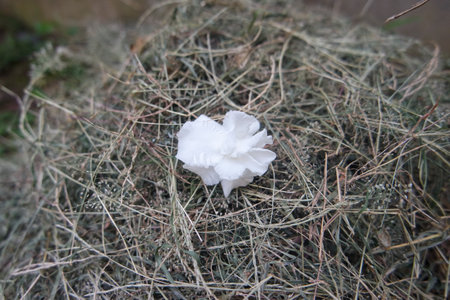 White flower on dry grass in the garden, close-up.の写真素材