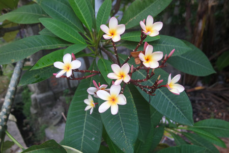 White and yellow plumeria flowers blooming on tree, frangipani, tropical flowersの写真素材