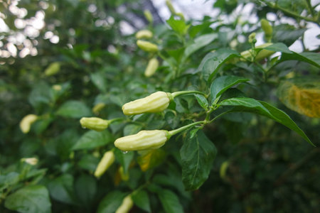 Green chili tree in the morning at fieldの写真素材
