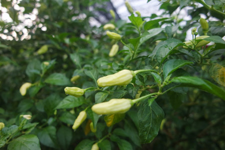 Green chili tree in the morning at fieldの写真素材