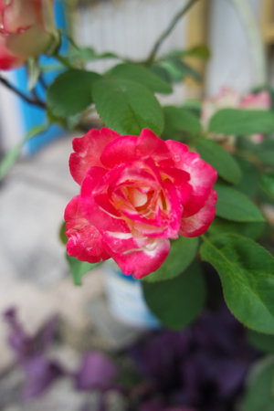 Bush of red roses, summertime floral backgroundの写真素材
