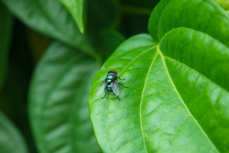 A flesh fly (Sarcophagidae) that is looking for food settles on a bougainvillea leafの写真素材