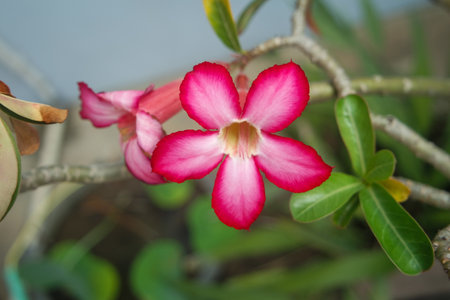 Adenium flower, pink impala lily, adenium tropical, Tropical flower Pink Adenium and desert rose plant also known as kamboja jepang. pink flower as natural backgroundの写真素材