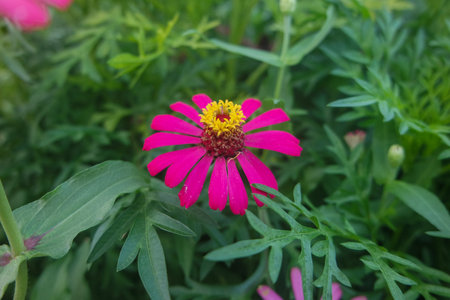 Sunny summer day.In a flower bed in a large number various zinnias grow and blossom.の写真素材