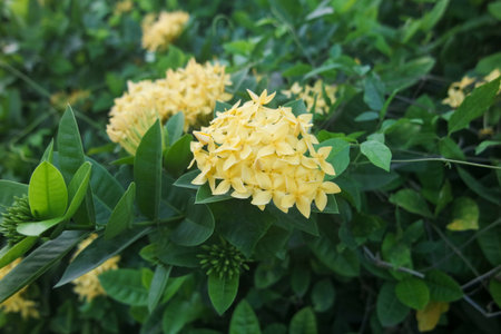 Close up of Asoka Kuning or its Latin name Ixora chinensis. Selective focus.の写真素材