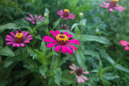 Sunny summer day.In a flower bed in a large number various zinnias grow and blossom.の写真素材