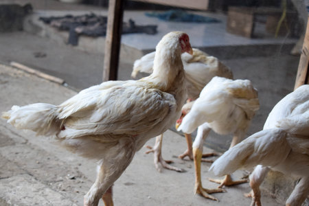 skinny white hen walking and looking for food on the ground or floorの写真素材