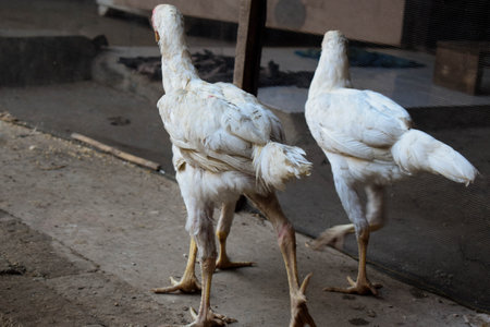 skinny white hen walking and looking for food on the ground or floorの写真素材