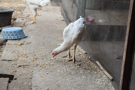white skinny hen eating food or dry riceの写真素材